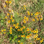 A bunch of wildflowers