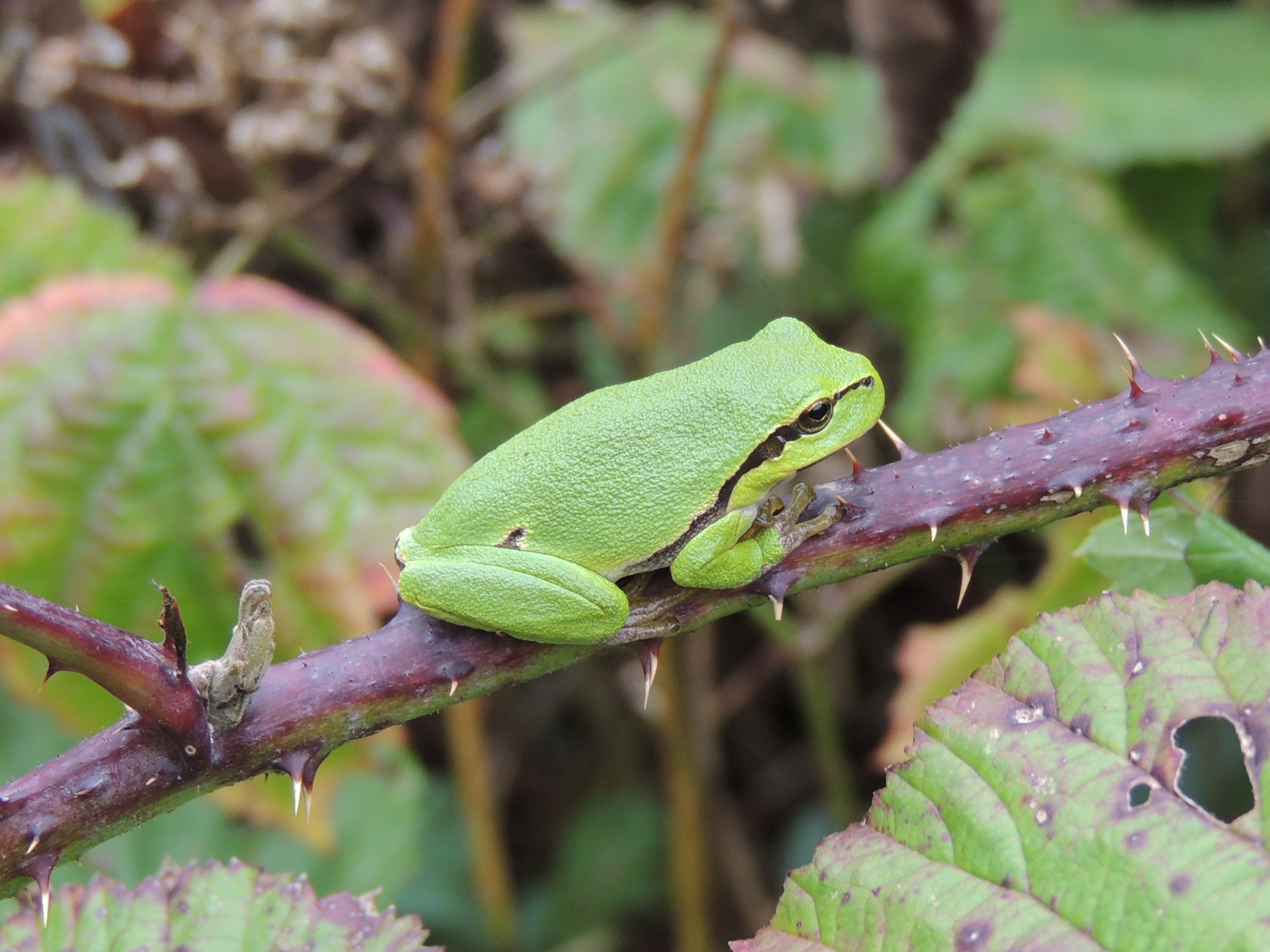 Tree Frog 2013 II