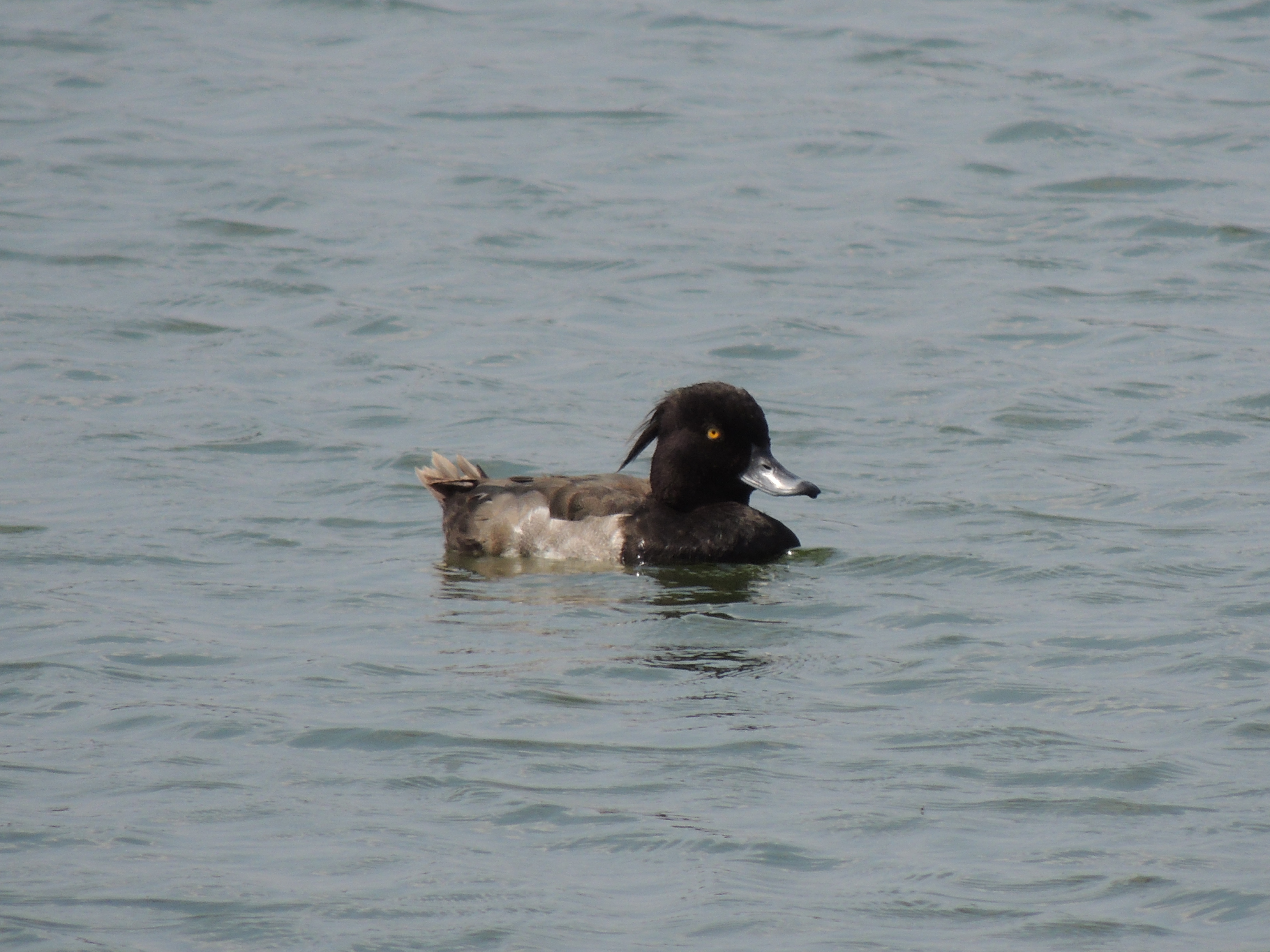 Tufted duck