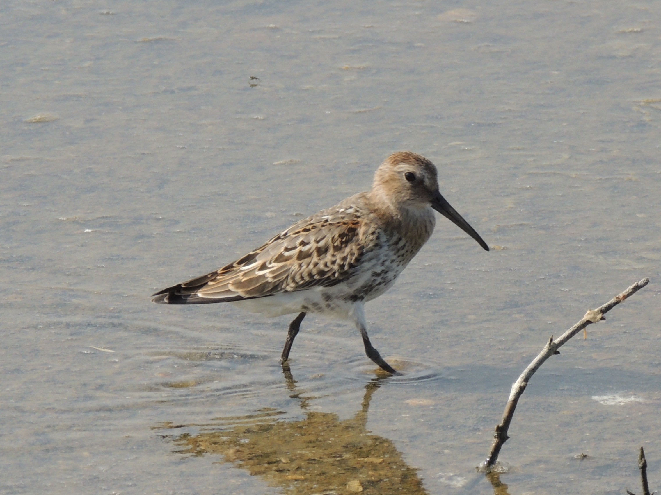 Curlew Sandpiper