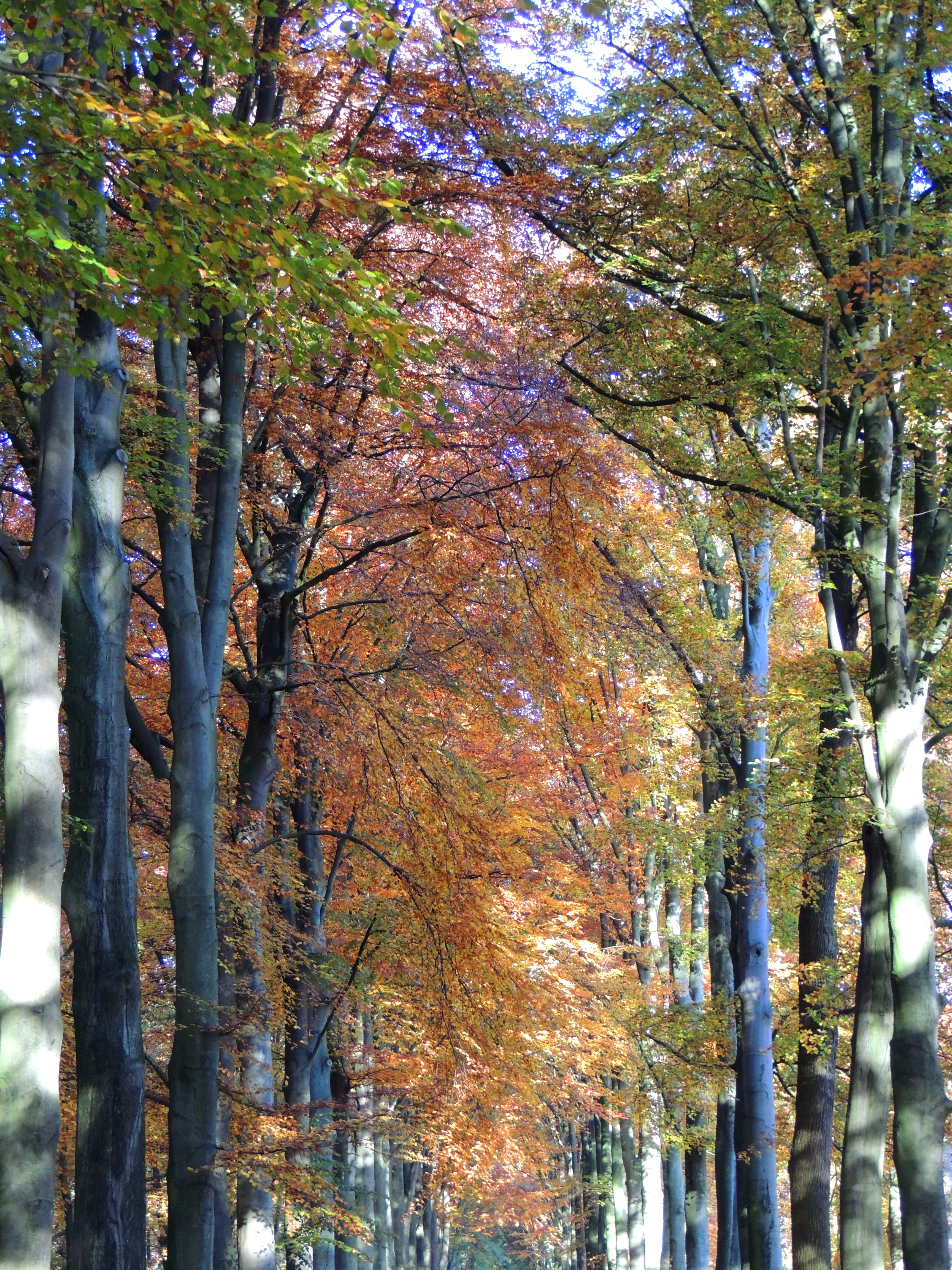 A lane of Falling Leaves