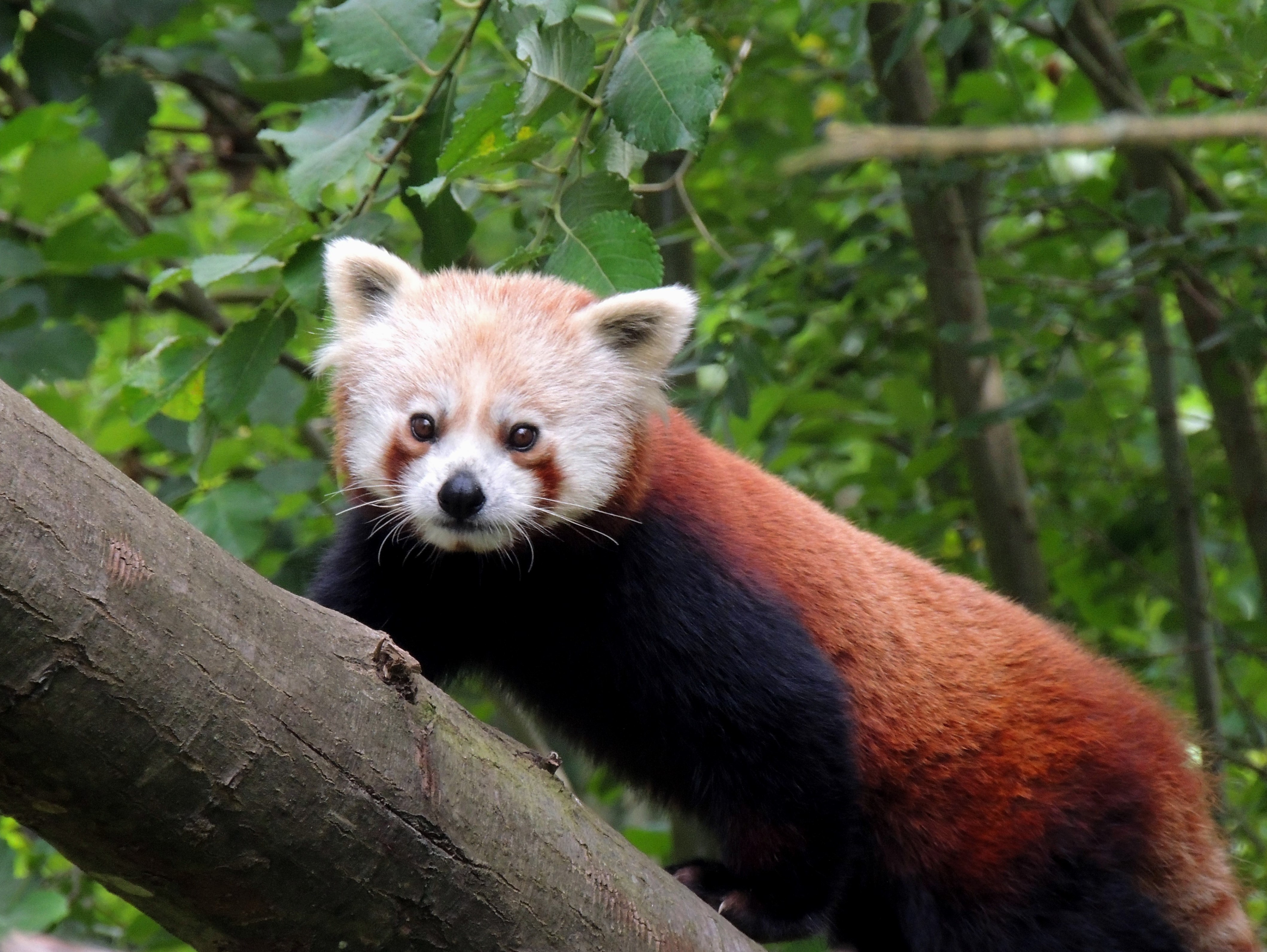 Red panda I