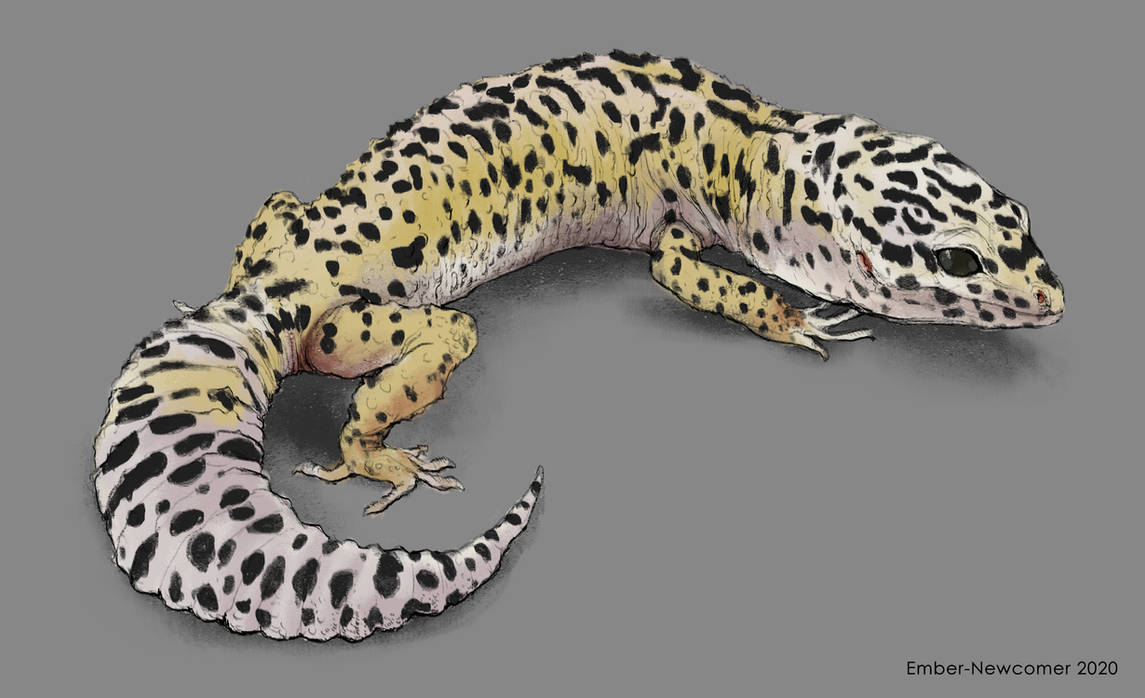 Gecko Deviantart A Sketched Gecko by Ember-Newcomer on DeviantArt