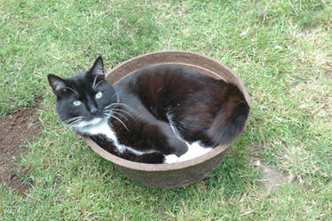 Cat in a basket