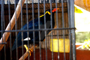 stinky myna bird