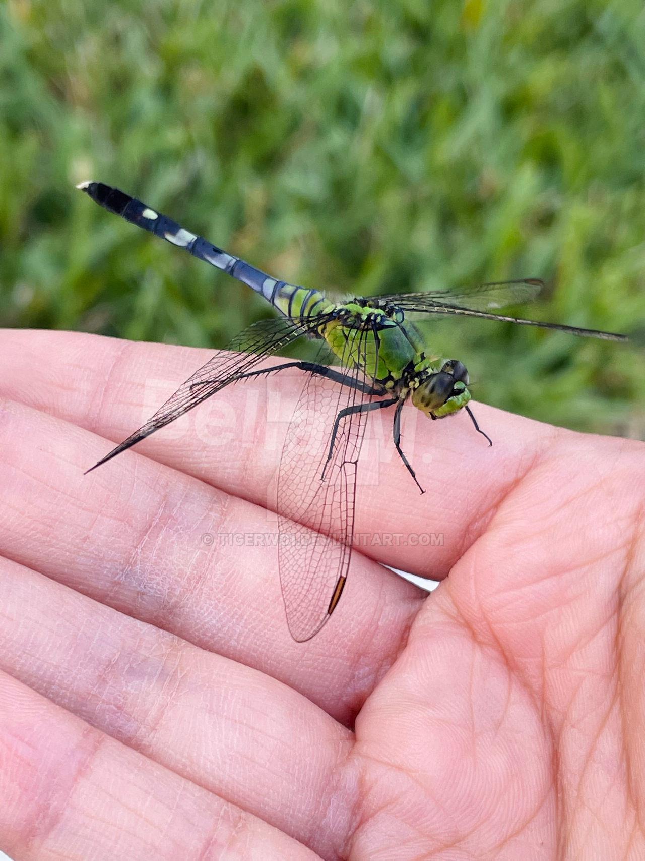Dragonfly Deviantart Dragonfly by Tigerw01 on DeviantArt
