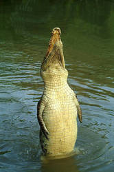 Jumping crocodile