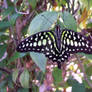 Papillons017