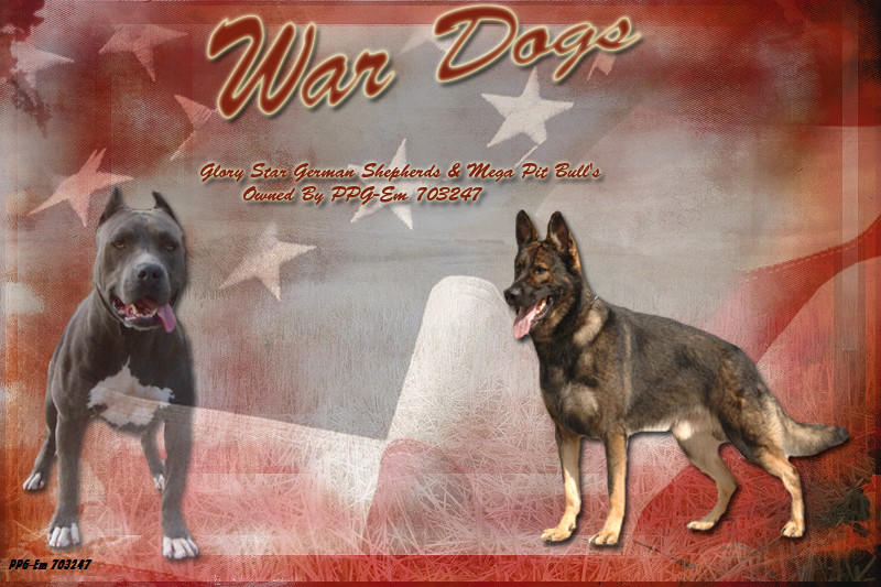 War Dogs