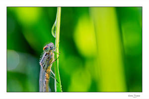 Luminous Damselfly