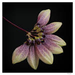 Bulbophyllum Lepidum by Hans-Trapp