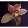 Cymbidium