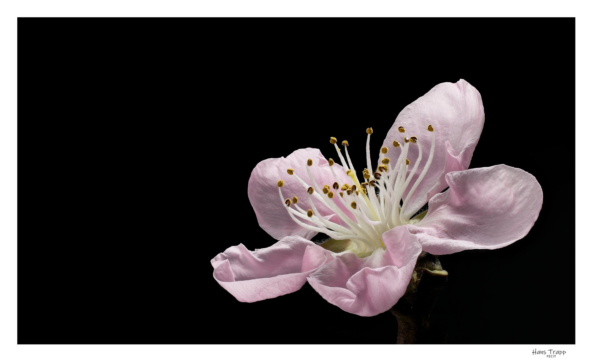 Peachtree Flower