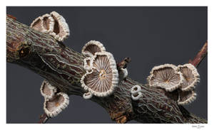 Wood-eating fungi