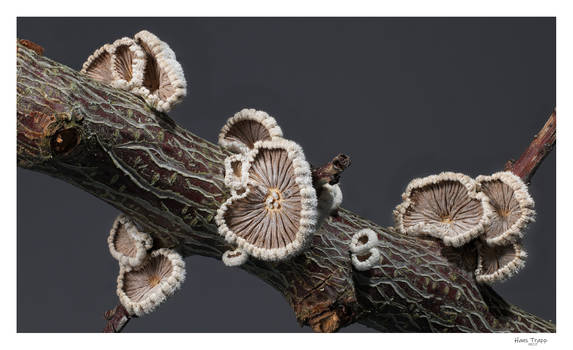 Wood-eating fungi by Hans-Trapp