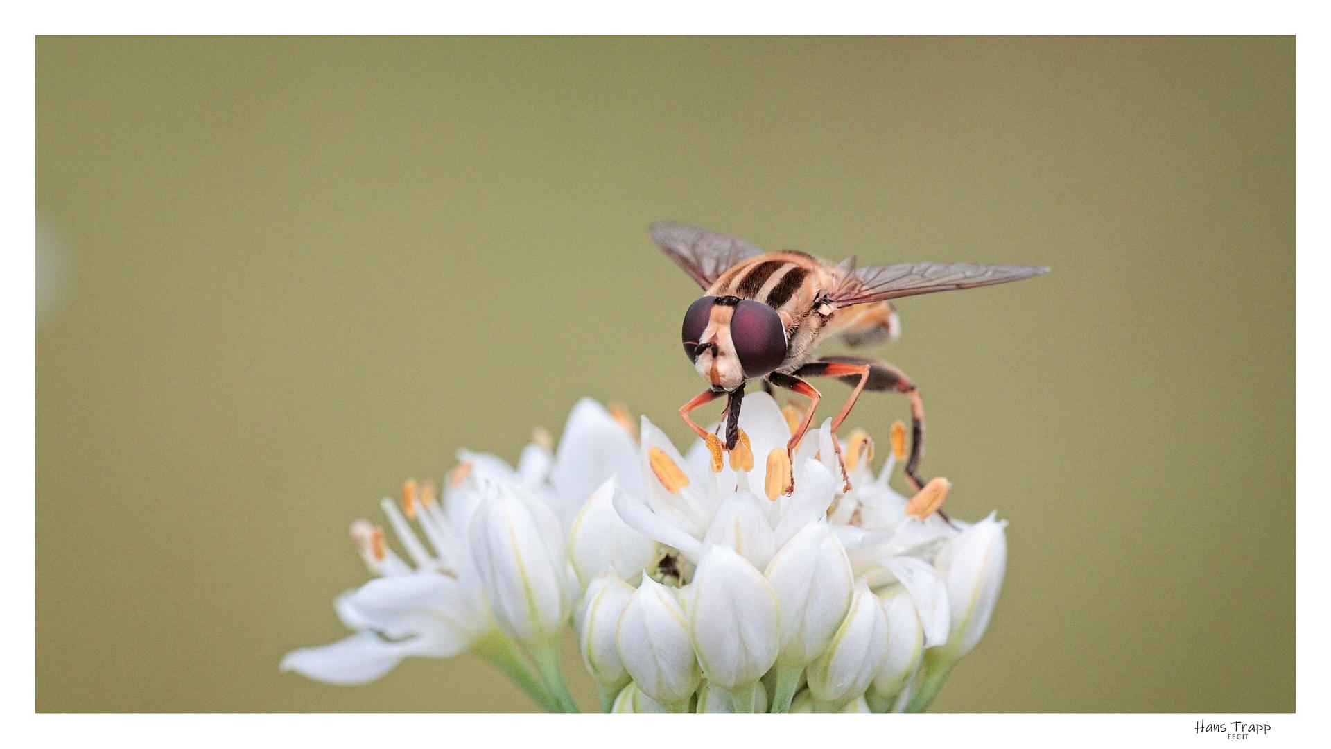 Hoverfly