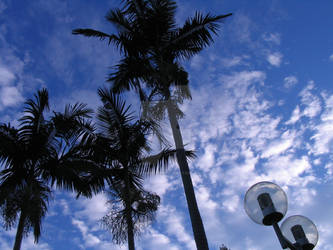 Sky+Palm