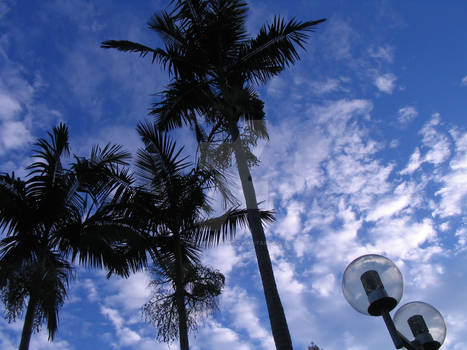 Sky+Palm