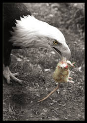 Hungry Eagle