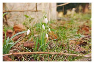 Graveyard Spring