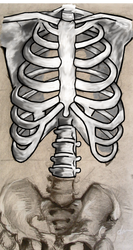 Ribcage