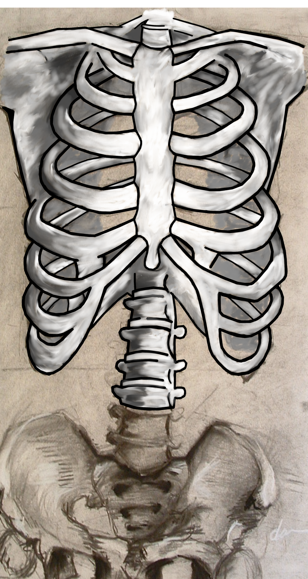 Ribcage