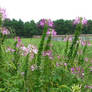 Flowers in August