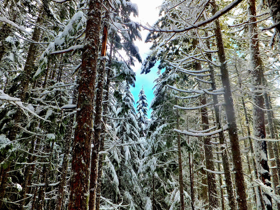 On Mt. Rose, WA