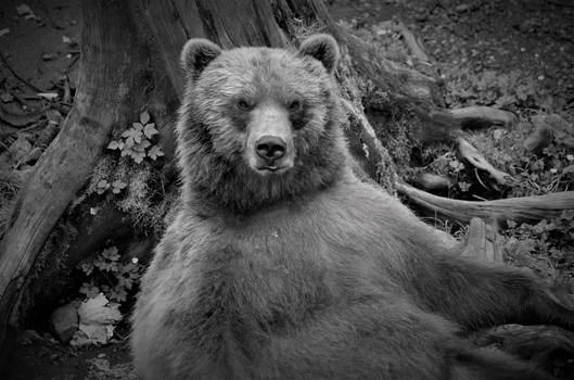 Coastal Brown Bear