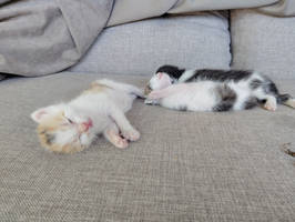 Sleeping kittens