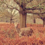 Deer at Richmond Park