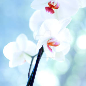 Orchid