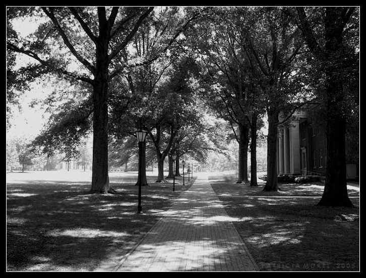 Laurel Oaks and Lamp-posts