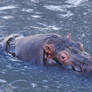 Hippo