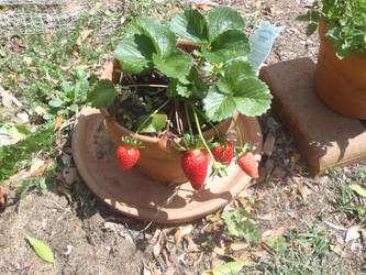 Stawberries in a pot