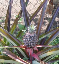 Pineapple plant.