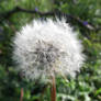 Dandelion Clock