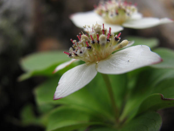 Dogwood