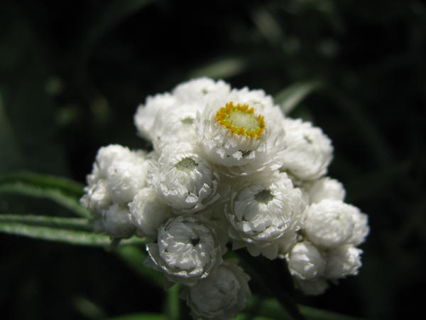 Early Bloomer