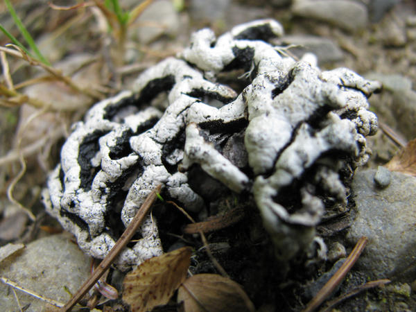 Shriveled Brains or Lichen?