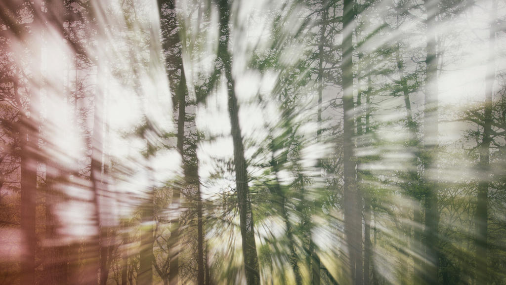 Trippy Trees by Dellboyy on DeviantArt
