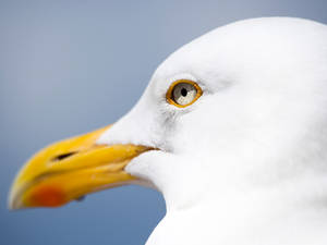 Seagull