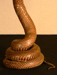 Snake 05