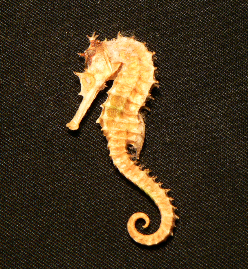 Seahorse 02