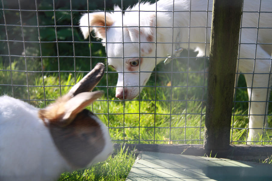 Dogs See Rabbit let the dog see the rabbit by HeavenlyRiot on DeviantArt