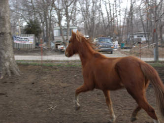 Foxy Trot