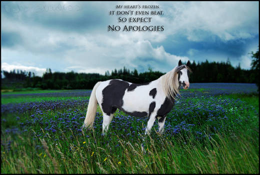 No Apologies