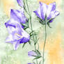 Campanula