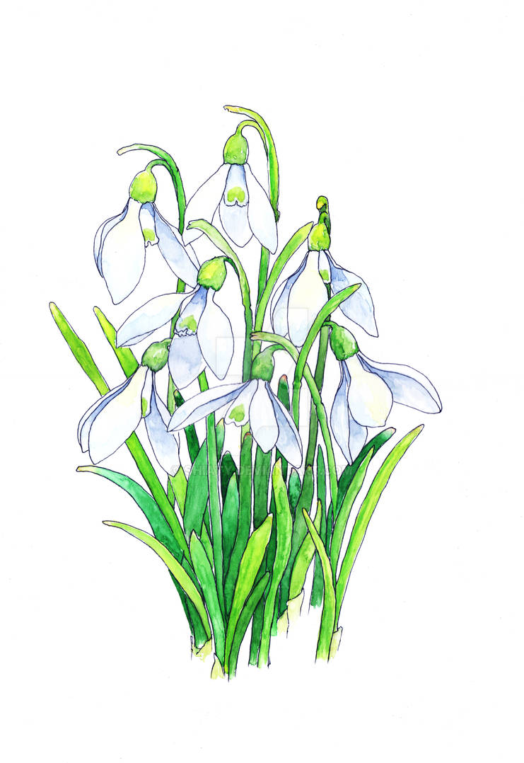 Snowdrop by Shiaty on DeviantArt