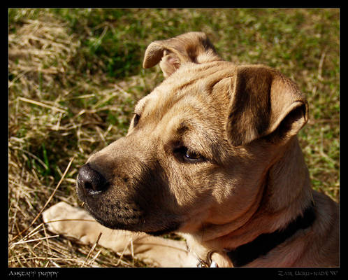 Amstaff puppy